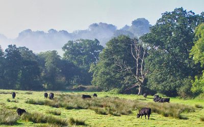 ELMs Tests and Trials