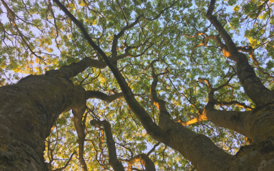 Saving Devon’s Treescapes