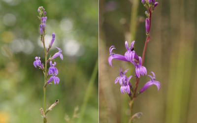 Heath Lobelia – Safeguarding special species