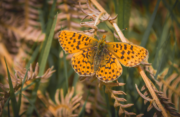 Pearl Bordered Fritillary Butterfly