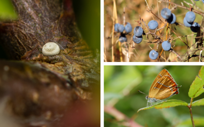Update: Brown Hairstreak Butterfly