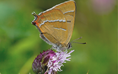 Brown Hairstreak Egg Hunt – Volunteer surveyors needed!
