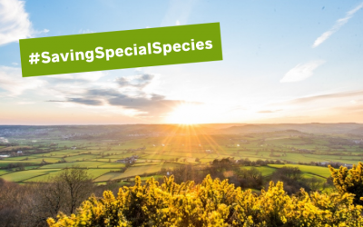 #SavingSpecialSpecies – protecting endangered species