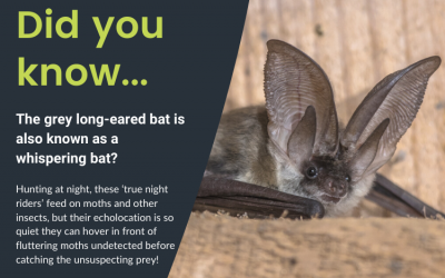 Saving Special Species – Update