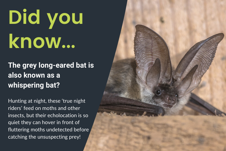 Saving Special Species – Update