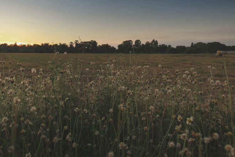 Bat walk and… bingo?