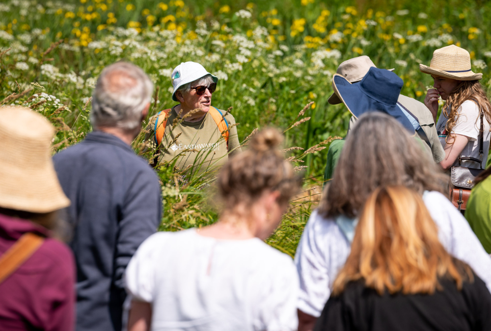 Meadow Safari – Wildlife & Wild Flowers