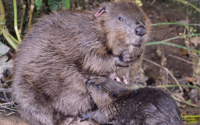 Making Space for Water… and the Beavers!