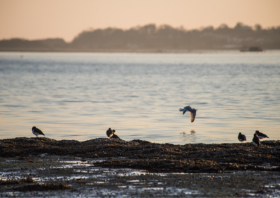 Birds flying over water at Exmouth Estuary