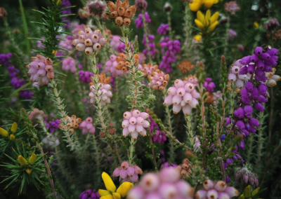 Purple heather and yellow gorse on Pebblebed heaths