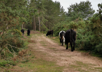 Cows grazing on Pebblebed heathland