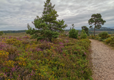 Heathland landscape with trees