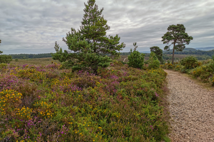 Heathland landscape with trees