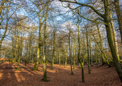 Woodbury Castle trees in sunlight