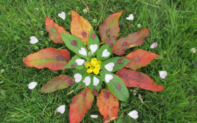 New Artist Brief for Nature Calling Project