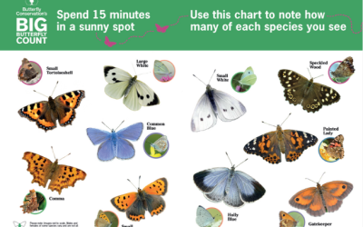 East Devon National Landscape Joins Big Butterfly Count 2024