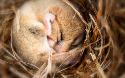 World Wildlife Day 2025: Investing in People and Planet