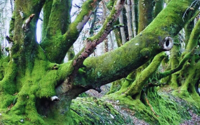 Forward-thinking Conservation at Core Hill Wood