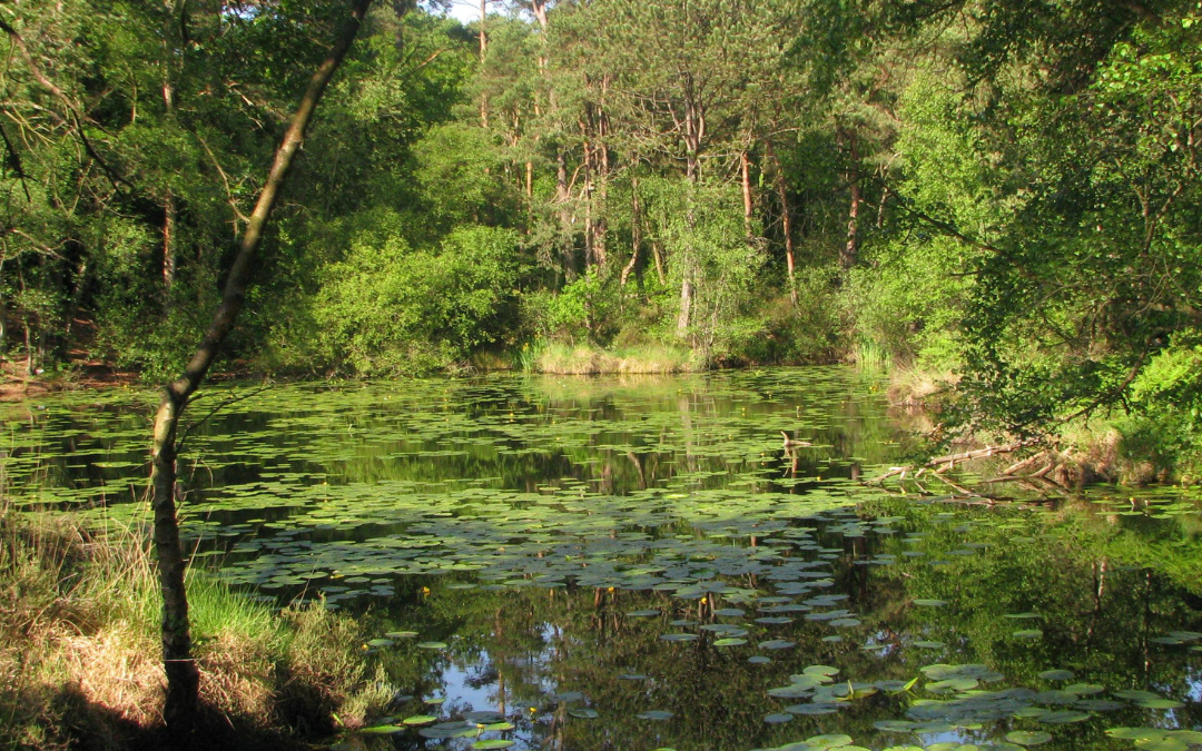 Restoring East Devon’s Wetlands, One Project at a Time