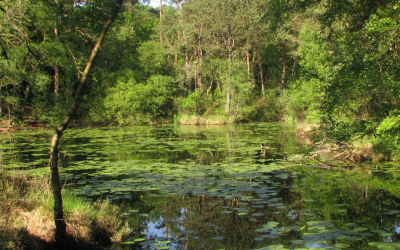 Restoring East Devon’s Wetlands, One Project at a Time