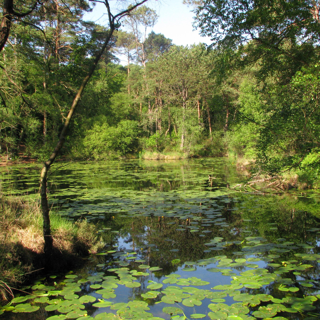 View of trees, water lily pads and large conservation pond in summer