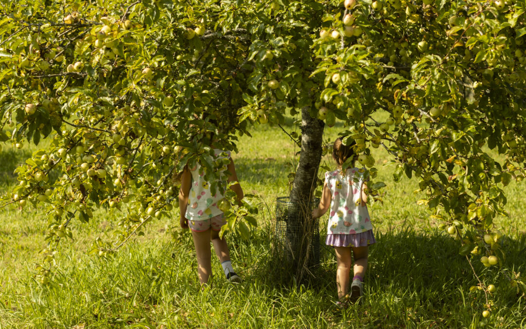 Join the Big Branscombe Apple Pick