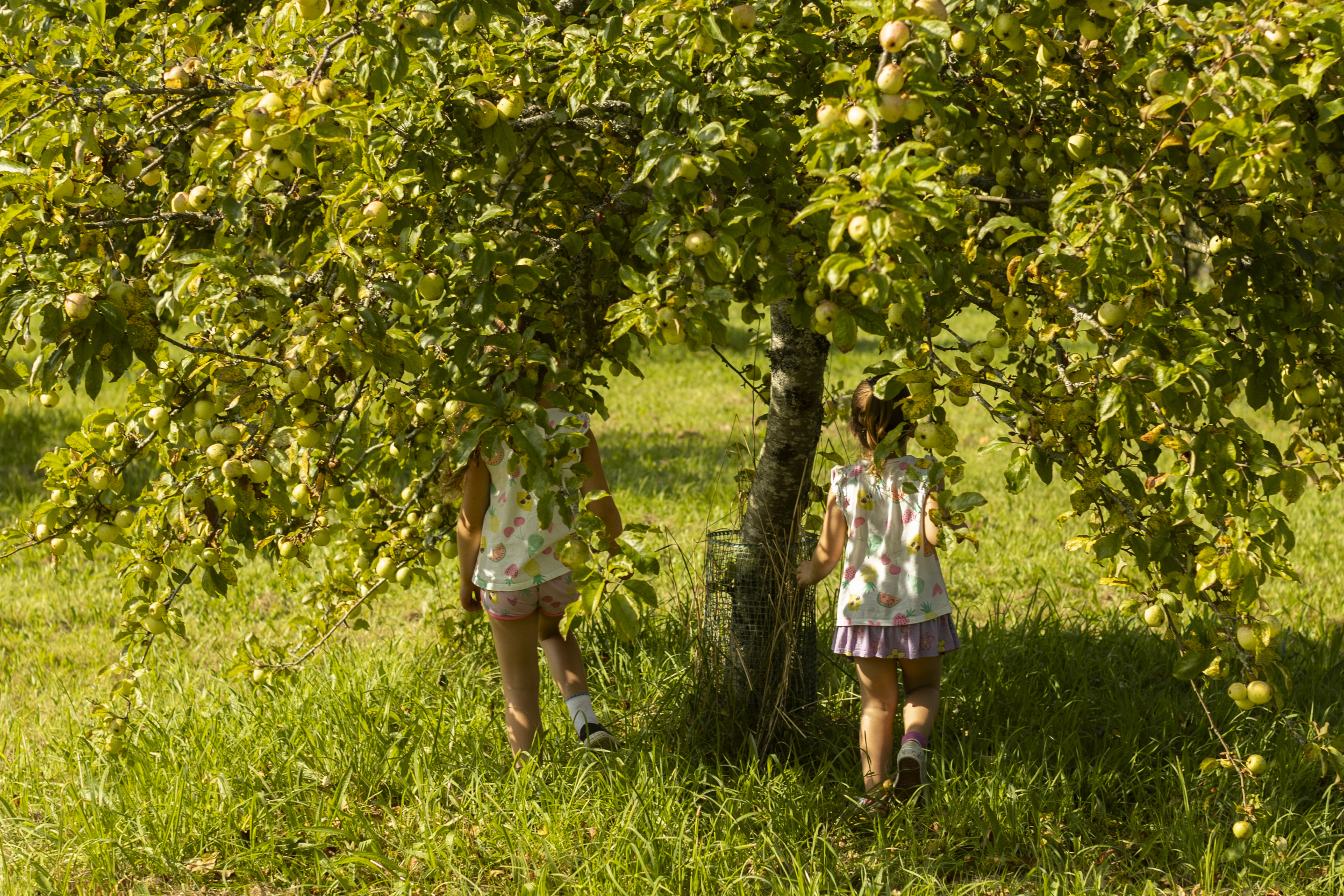 Big Branscombe Apple Pick Event