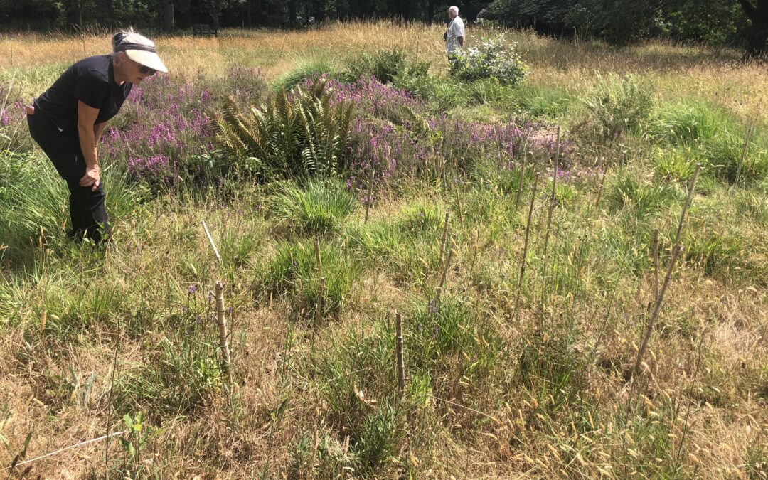 Heath Lobelia Champions Celebrate Achievements for Rare Wildflower