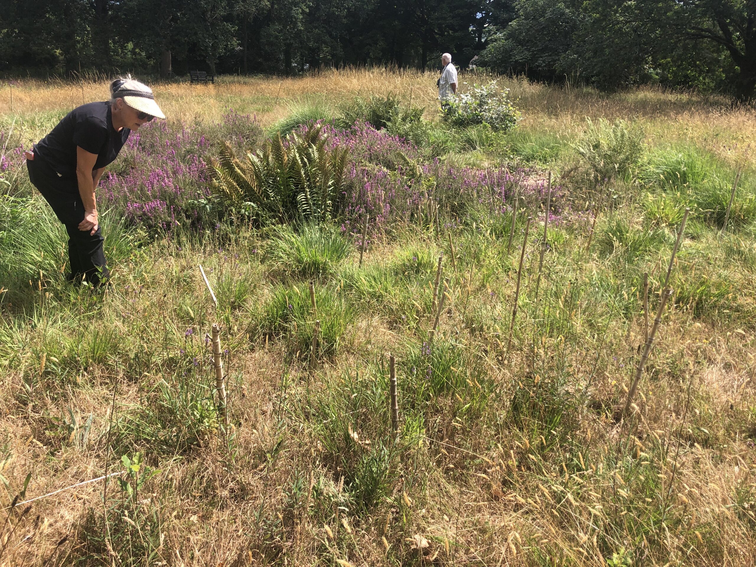 Heath Lobelia Volunteers Counting the Rare Wildflower